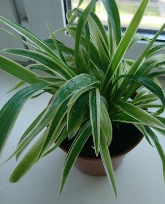 The appearance of brown spots indicates a lack of mineral elements.