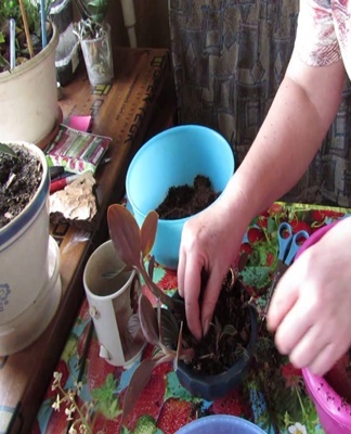 This type of orchid reproduces by dividing an adult bush