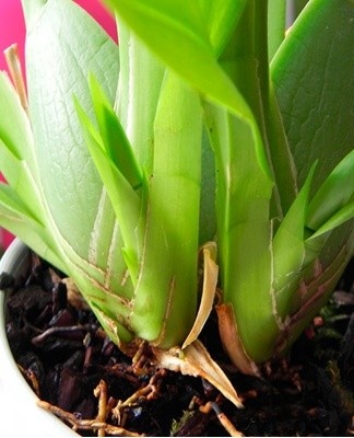  Cambria doesn't like transplants, it's a lot of stress for her.