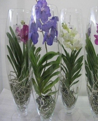 There is a dormant period in late fall and winter.