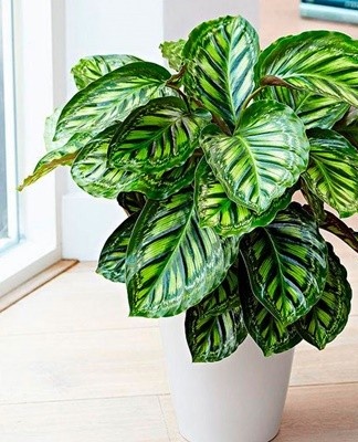 Calathea loves moisture, but dies when the ground becomes waterlogged.