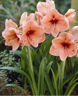 Excess moisture and an infestation of aphids can cause yellow foliage.