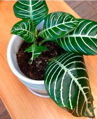 For reproduction in this way, you will need a stem cutting 8-10 cm long.