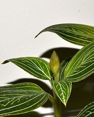 With a strong propagation of the process, it is worth rooting intact cuttings.