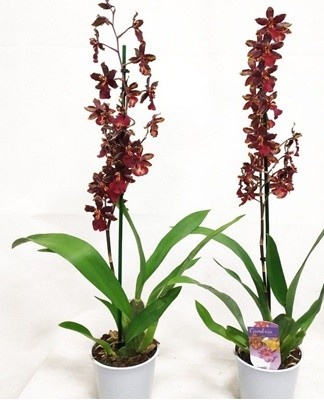 Rules for caring for the Cambrian orchid at home, description of the type and nuances of cultivation