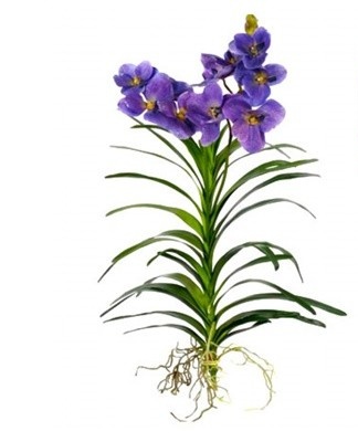 A flower growing in the substrate at the end of winter can be transplanted into a larger pot.