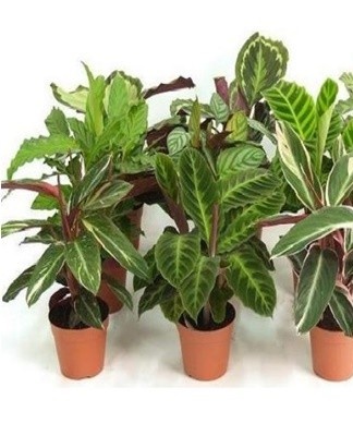 The slightest deviations are reflected in the decorative condition.