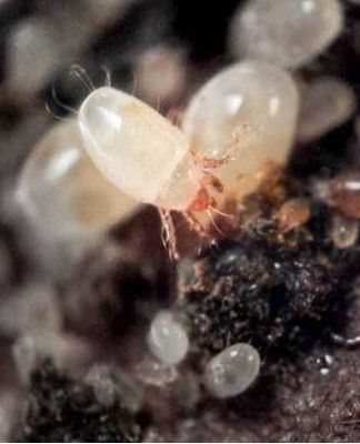 It is difficult to fight the tick, the plant usually dies.