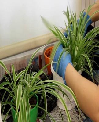 Root rot develops only due to violation of the rules of irrigation.