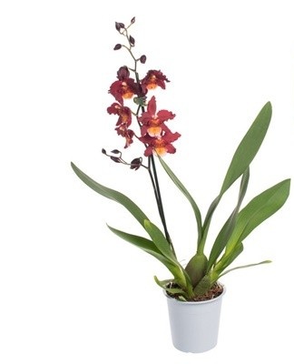 Cambria is one of those species that can be saved even after all the roots have died.