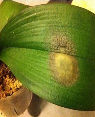 Leaf spots can be caused by nutrient deficiencies, fungal infections or sunburn.