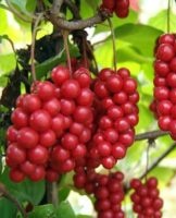 Growing and caring for Chinese lemongrass, planting secrets