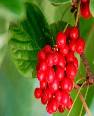 Lemongrass fruits are stored only 2-3 days, then they are subjected to processing.
