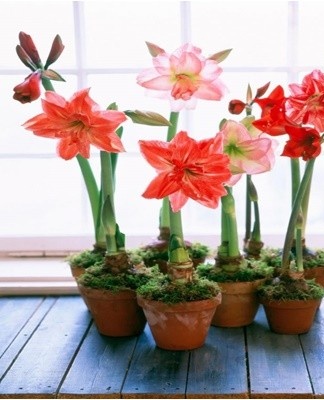 Breeders offer florists a lot of amaryllis hybrids of the most exquisite forms with abundant flowering.