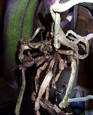 The disease appears with excess moisture, lack of light and nutrition.