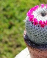 Caring for a mammary cactus at home, planting rules and breeding methods