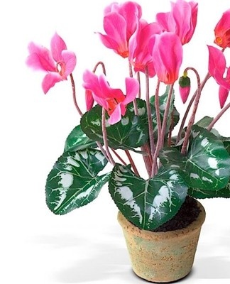 It is a perennial herbaceous plant belonging to the primrose family.