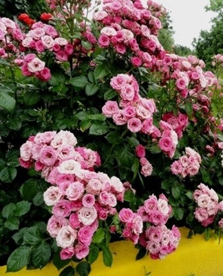 The border rose is a plant culture that does not require special growing conditions.