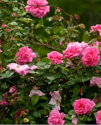Before caring for planted roses, you need to understand their features and description.