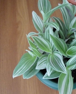 How to properly care for Tradescantia at home, planting rules