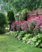 Rules for drawing a flower bed with phlox, successful combinations with other flowers
