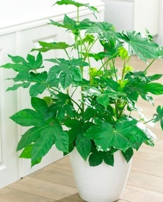Florists fell in love with Fatsia for its rapid growth, reproduction and attractive appearance.