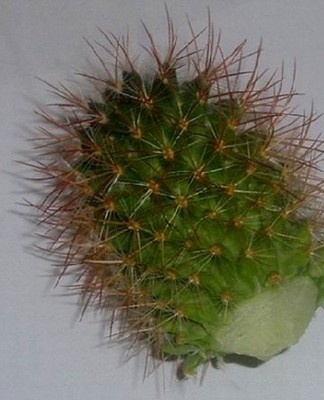 This procedure is optional for the plant.