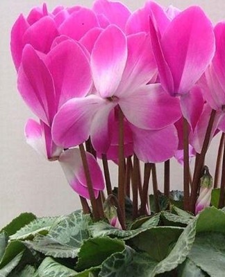 The plant loves a cool microclimate, and in such conditions seed germination will occur much faster.