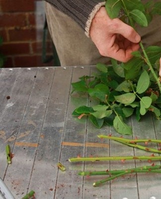 The easiest and most affordable means of reproduction is considered the method of cuttings.