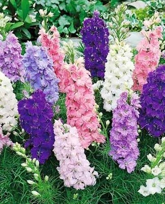 This plant is often found in the wild.