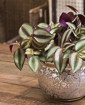 Tradescantia, although it is an undemanding plant, must comply with certain maintenance rules.