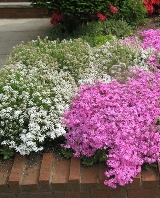 The compact bush is distinguished by its spherical shape, silver threadlike leaves.