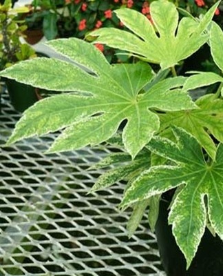 In addition to the optimal temperature regime, fatsia are demanding on lighting.