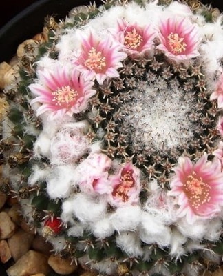 This is the time when the cactus comes out of dormancy and prepares to please the owner of stunning beauty with flowering.