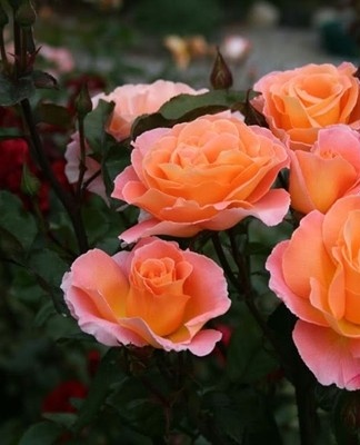 Harkness rosemary petals can be dyed different colors.