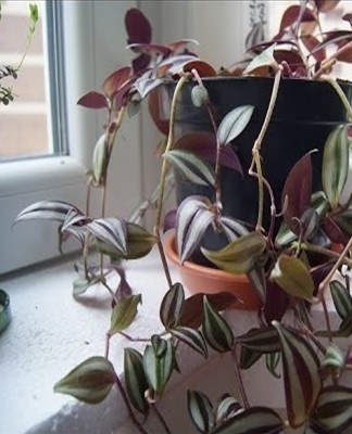 Green-leaved varieties of Tradescantia grow even in partial shade.