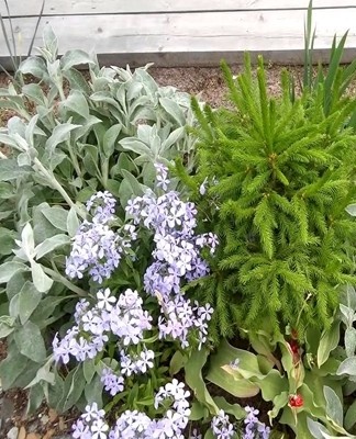 The color of the petals depends on the variety, it is pink, lilac, yellow.