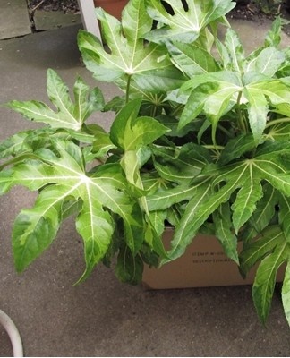 Young shrubs are pruned for the first three years.