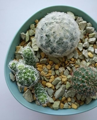 The quality of the growing season in the new season depends on a good winter rest.