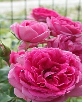 Those interested in large plants can plant at the Parade site.