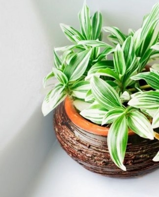 The flowering period of Tradescantia occurs at any time of the year, but most often in summer.