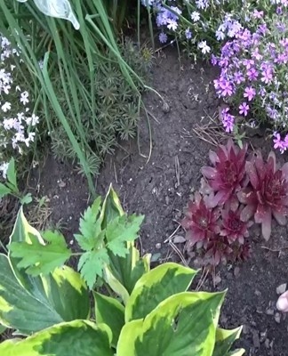 The succulent plant has dense petals that form an original rose-like shape.