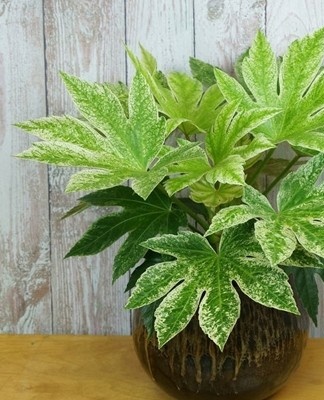 The transplant is carried out once every 2-3 years in May-June.