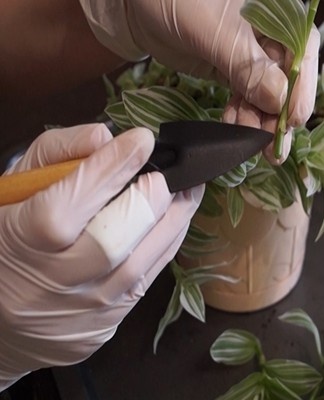 When green leafy shoots appear on variegated plants, they are immediately removed.