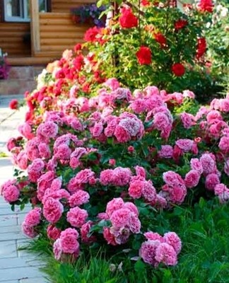 In the flowerbeds and in the compositions, landscape designers assign the best place to the queen of flowers.