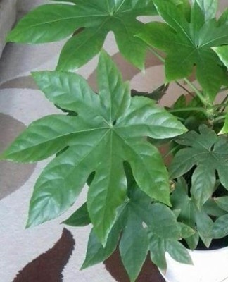 The frequency of irrigation, humidification is reduced, less often feeding is applied.