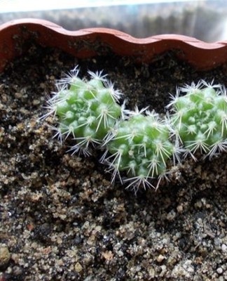 A fairly simple method, most often used by gardeners.