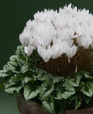 Before planting seeds of alpine violet, they are soaked for three days in cold water, which is changed daily.