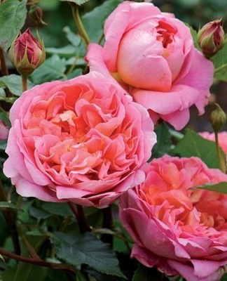 Strawberry Hill petals are pinkish.