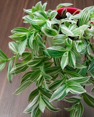 There are several proven ways to propagate Tradescantia that even a novice florist can master.